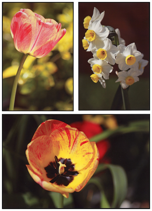 Second - Noel Martin